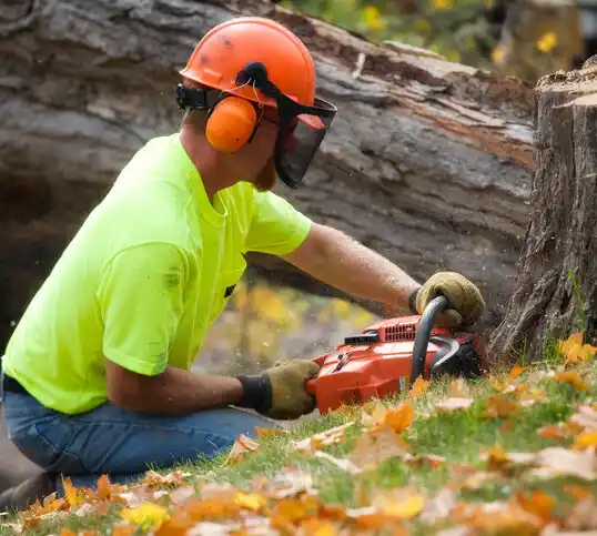 tree services Buzzards Bay